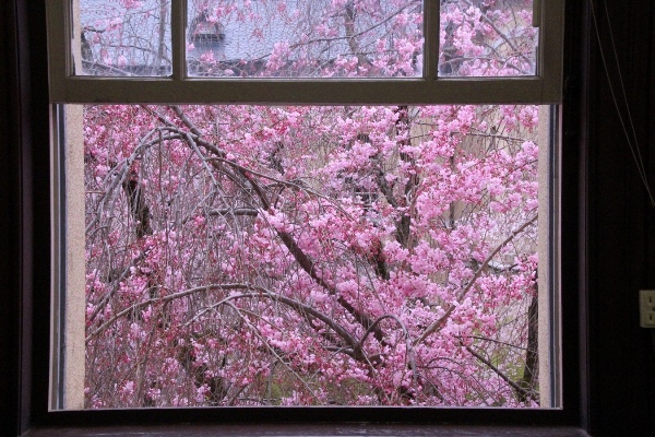 6463-15.4.3八重紅枝垂れ桜　北側部屋窓から.jpg